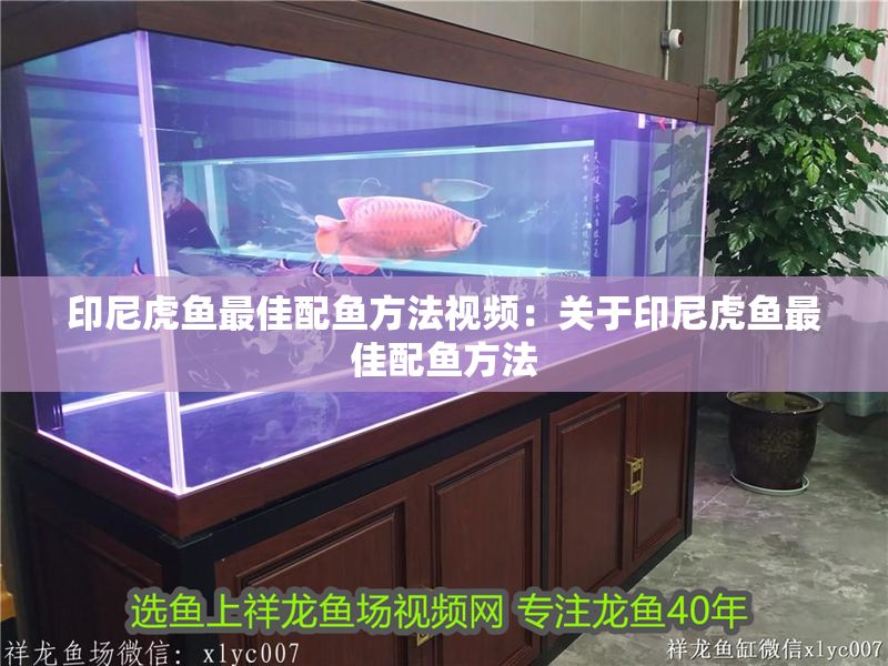 印尼虎魚最佳配魚方法視頻：關于印尼虎魚最佳配魚方法