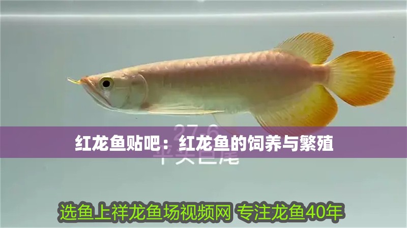 紅龍魚貼吧：紅龍魚的飼養與繁殖
