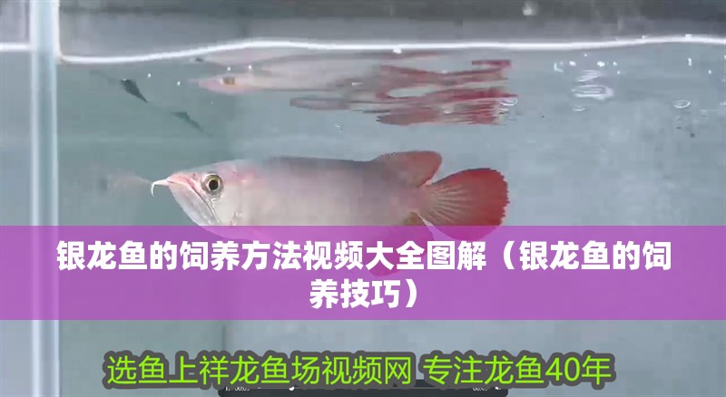 銀龍魚的飼養(yǎng)方法視頻大全圖解（銀龍魚的飼養(yǎng)技巧）