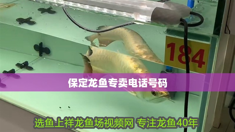 保定龍魚專賣電話號碼