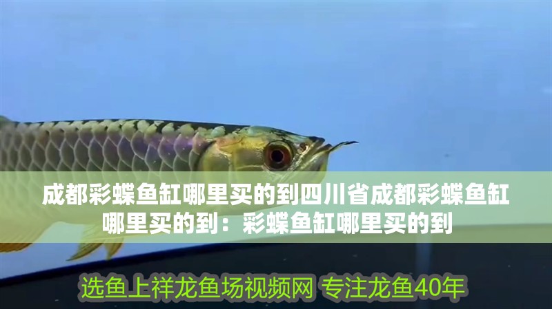 <strong><mark>成都</mark></strong>彩蝶魚缸哪里買的到四川省<strong><mark>成都</mark></strong>彩蝶魚缸哪里買的到：彩蝶魚缸哪里買的到