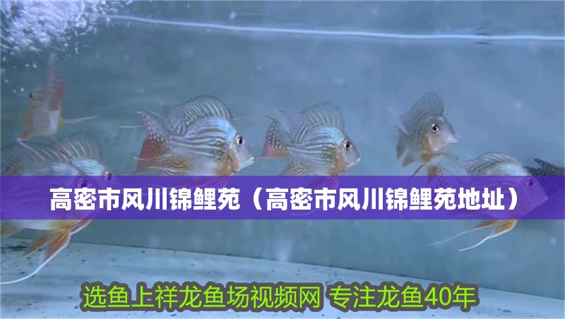 高密市風(fēng)川錦鯉苑（高密市風(fēng)川錦鯉苑地址）
