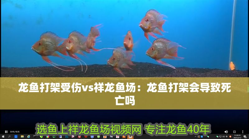龍魚打架受傷vs祥龍魚場：龍魚打架會導致死亡嗎