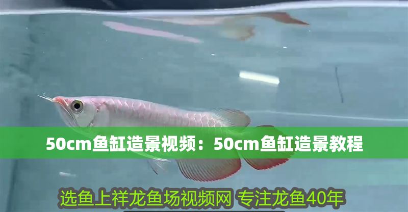 50cm魚缸造景視頻：50cm魚缸造景教程