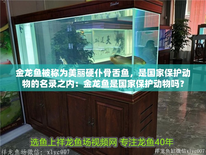 金龍魚被稱為美麗硬仆骨舌魚，是國家保護動物的名錄之內：金龍魚是國家保護動物嗎？