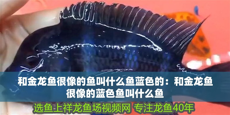 和金龍魚很像的魚叫什么魚藍色的：和金龍魚很像的藍色魚叫什么魚