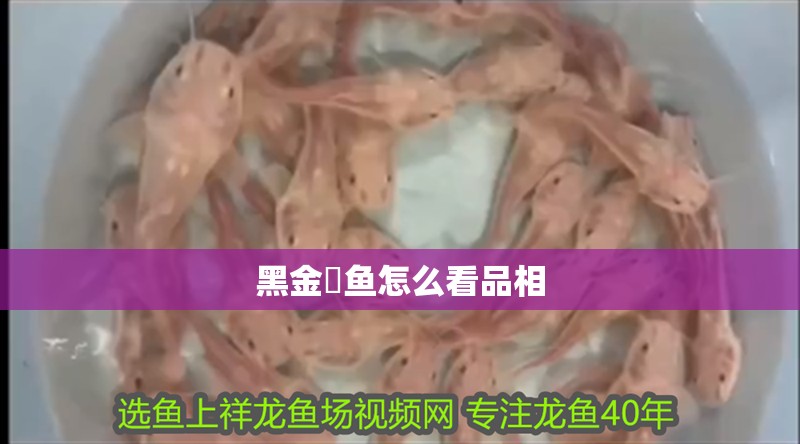 黑金魟魚怎么看品相