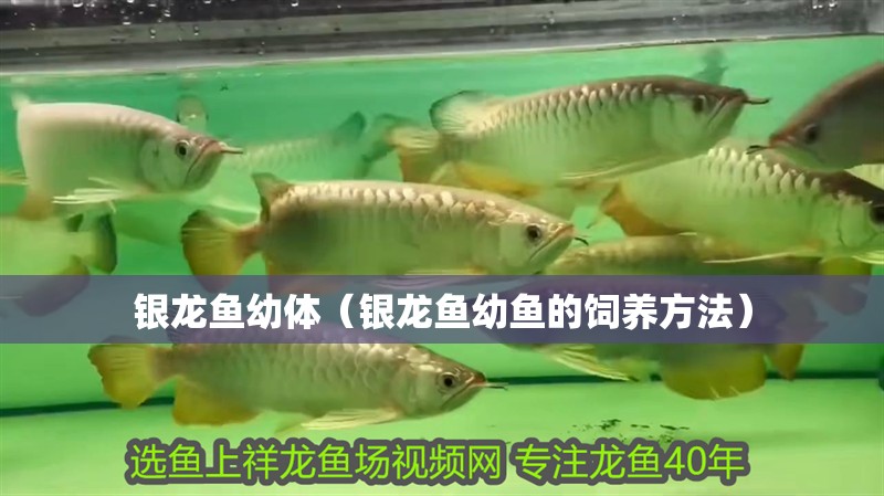 銀龍魚幼體（銀龍魚幼魚的飼養方法）