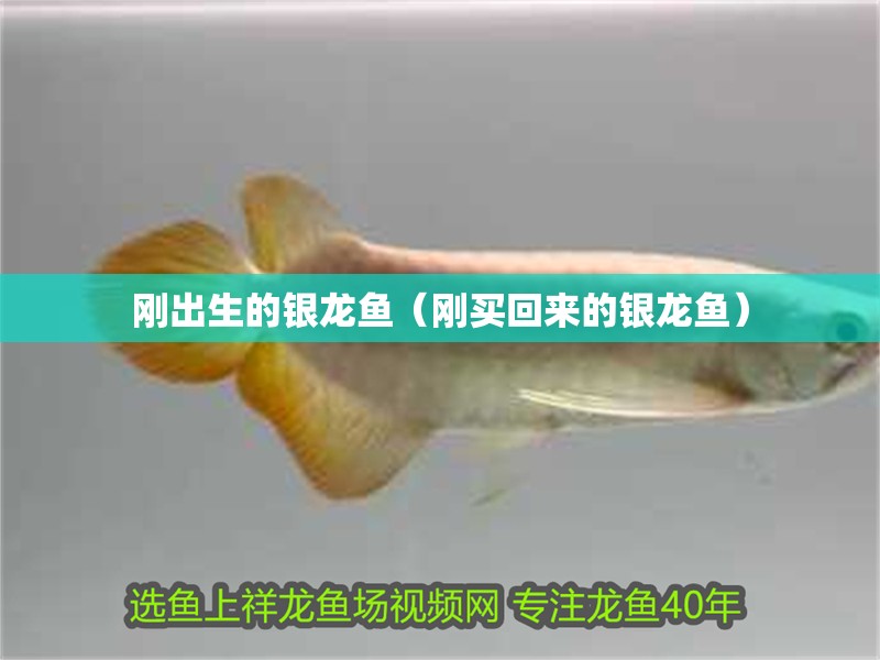 剛出生的銀龍魚（剛買回來的銀龍魚） 剛出生的銀龍魚（剛買回來的銀龍魚） 銀龍魚百科