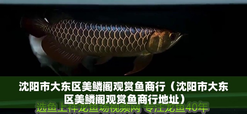 沈陽市大東區美鱗閣觀賞魚商行（沈陽市大東區美鱗閣觀賞魚商行地址）