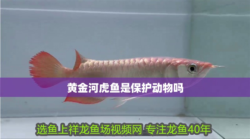 黃金河虎魚是保護動物嗎