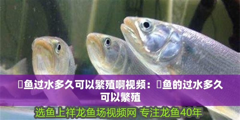 魟魚過水多久可以繁殖啊視頻：魟魚的過水多久可以繁殖