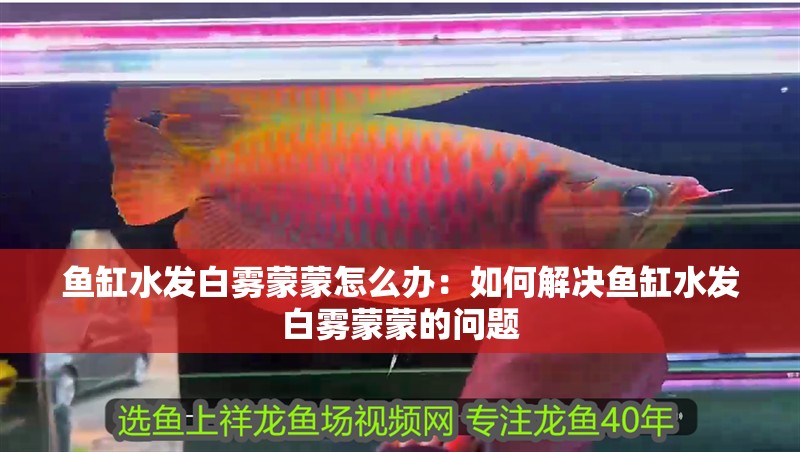 魚缸水發白霧蒙蒙怎么辦：如何解決魚缸水發白霧蒙蒙的問題