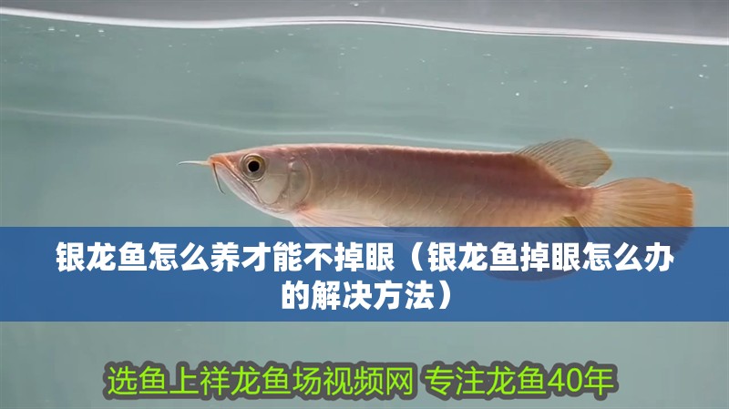 銀龍魚怎么養才能不掉眼（銀龍魚掉眼怎么辦的解決方法）