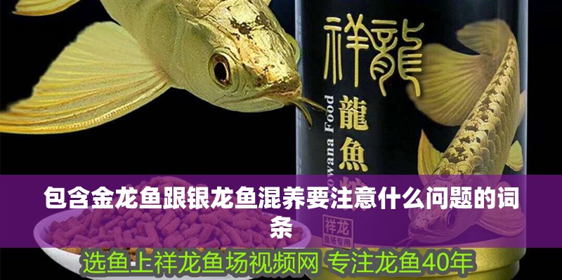 包含金龍魚跟銀龍魚混養要注意什么問題的詞條