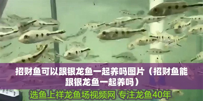 招財魚可以跟銀龍魚一起養(yǎng)嗎圖片（招財魚能跟銀龍魚一起養(yǎng)嗎）