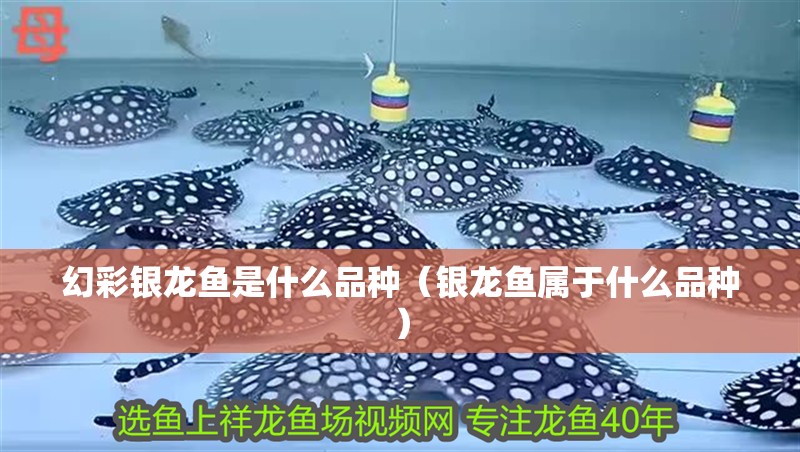 幻彩銀龍魚是什么品種（銀龍魚屬于什么品種）