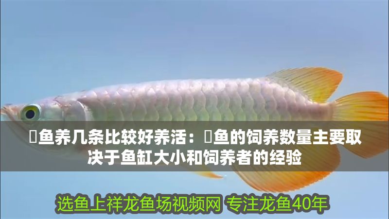 魟魚養幾條比較好養活：魟魚的飼養數量主要取決于魚缸大小和飼養者的經驗