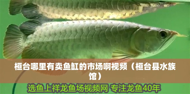桓臺(tái)哪里有賣魚缸的市場(chǎng)啊視頻（桓臺(tái)縣水族館）