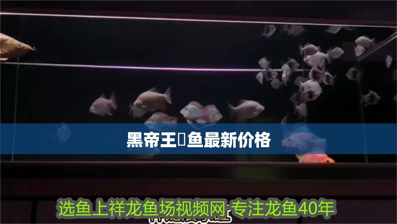 黑帝王魟魚最新價格 黑帝王魟魚最新價格 魟魚百科 第2張