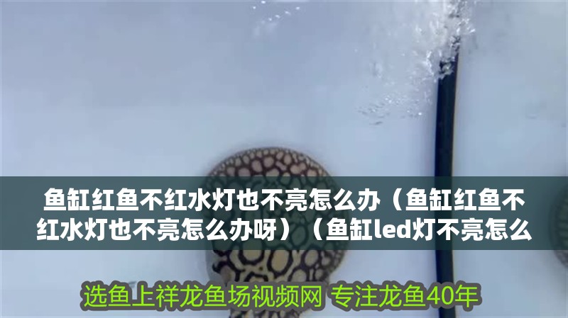 給大魚缸換水的作文:體驗給大魚缸換水的樂趣:體驗給大魚缸換水:給大魚缸換水的作文 魚缸紅魚不紅水燈也不亮怎么辦(魚缸紅魚不紅水燈也不亮怎么辦呀)(魚缸led燈不亮怎么辦?) 魚缸百科 魚缸紅魚不紅水燈也不亮怎么辦(魚缸紅魚不紅水燈也不亮怎么辦呀)(魚缸led燈不亮怎么辦?) 魚缸紅魚不紅水燈也不亮怎么辦(魚缸紅魚不紅水燈也不亮怎么辦呀)(魚缸led燈不亮怎么辦?) 魚缸百科