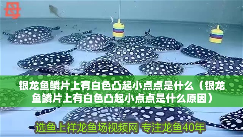 銀龍魚鱗片上有白色凸起小點點是什么（銀龍魚鱗片上有白色凸起小點點是什么原因）