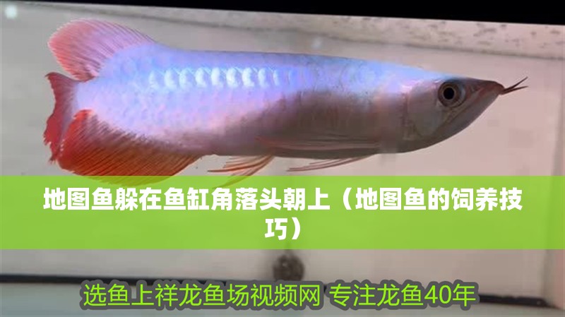地圖魚躲在魚缸角落頭朝上（地圖魚的飼養技巧）