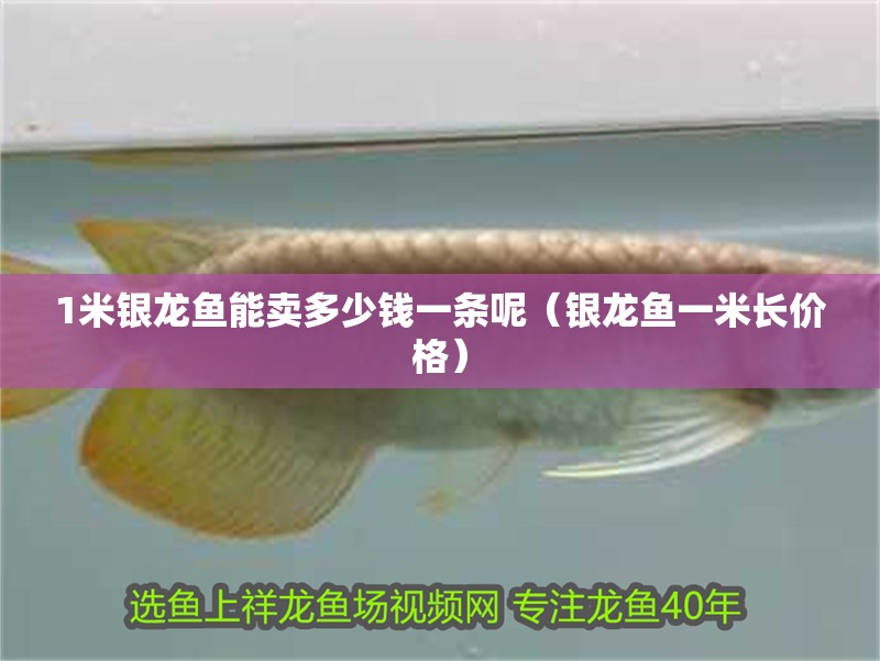 1米銀龍魚能賣多少錢一條呢（銀龍魚一米長價格）
