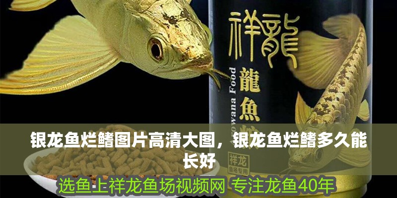 銀龍魚爛鰭圖片高清大圖，銀龍魚爛鰭多久能長好