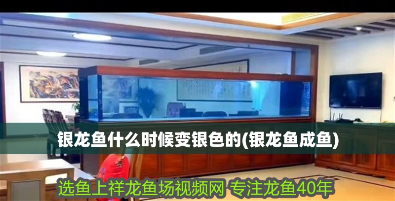 銀龍魚什么時(shí)候變銀色的(銀龍魚成魚)