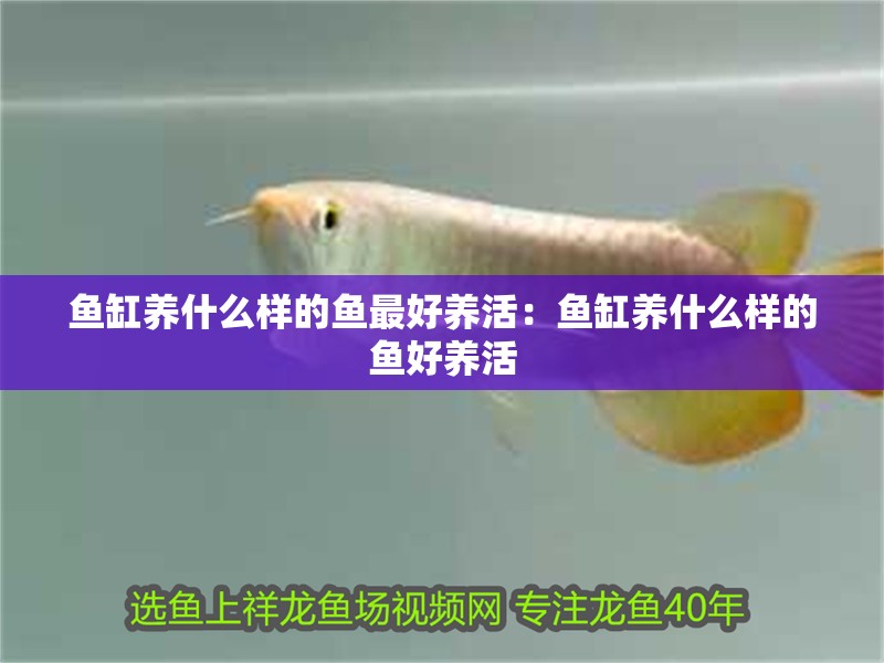 魚缸養(yǎng)什么樣的魚最好養(yǎng)活：魚缸養(yǎng)什么樣的魚好養(yǎng)活
