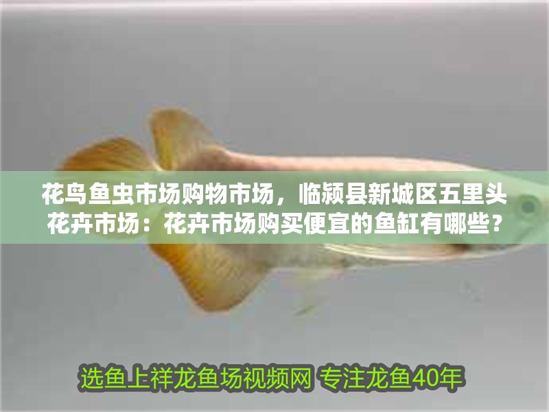 花鳥魚蟲市場購物市場，臨潁縣新城區五里頭花卉市場：花卉市場購買便宜的魚缸有哪些？