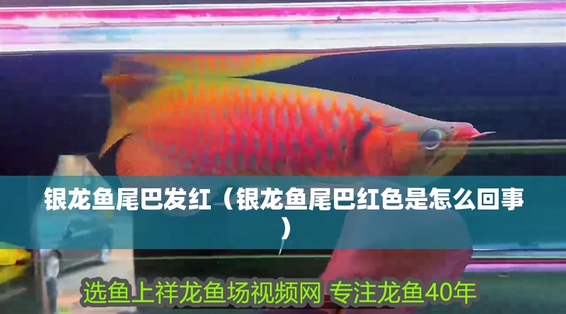 銀龍魚尾巴發(fā)紅（銀龍魚尾巴紅色是怎么回事）