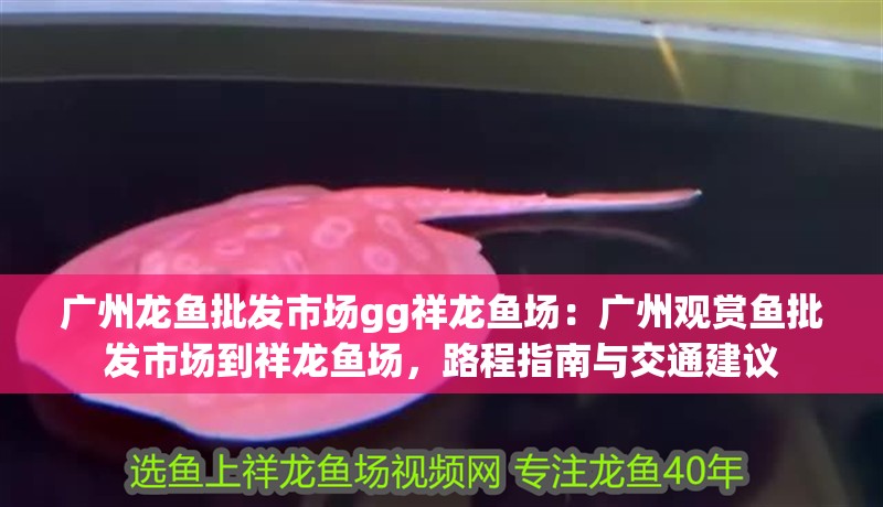 廣州龍魚批發(fā)市場gg祥龍魚場：廣州觀賞魚批發(fā)市場到祥龍魚場，路程指南與交通建議 廣州龍魚批發(fā)市場gg祥龍魚場：廣州觀賞魚批發(fā)市場到祥龍魚場，路程指南與交通建議 龍魚百科