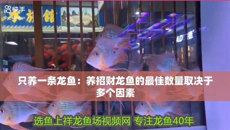 只養(yǎng)一條龍魚：養(yǎng)招財龍魚的最佳數(shù)量取決于多個因素