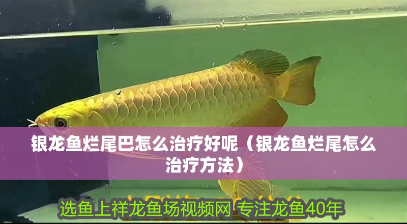 銀龍魚爛尾巴怎么治療好呢（銀龍魚爛尾怎么治療方法）
