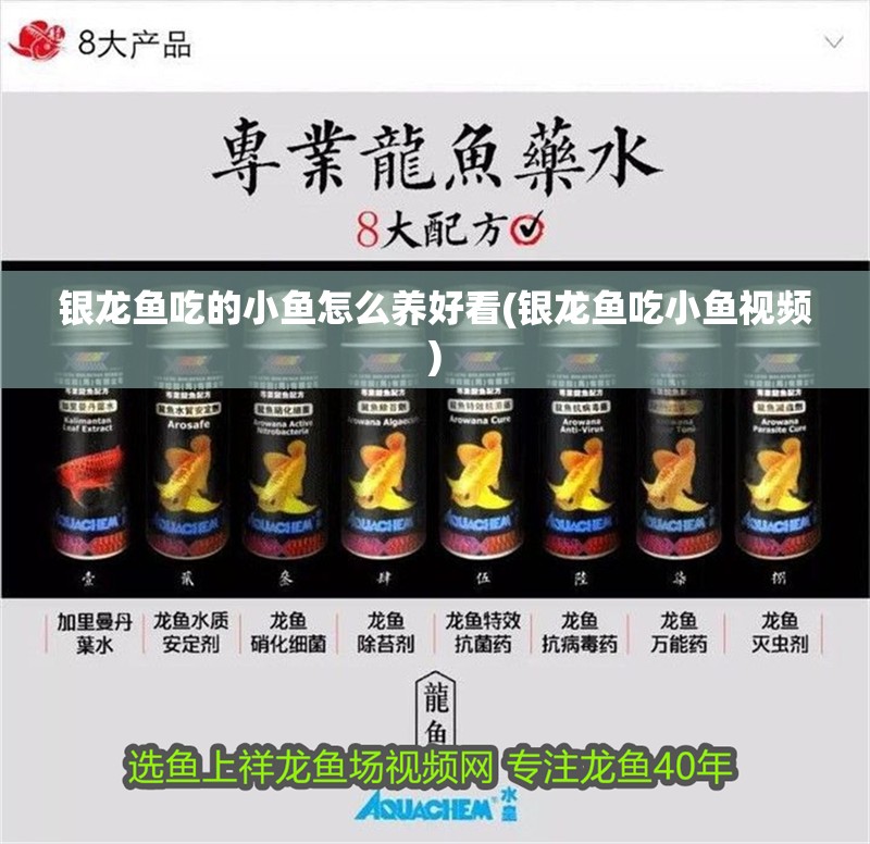 銀龍魚吃的小魚怎么養好看(銀龍魚吃小魚視頻)