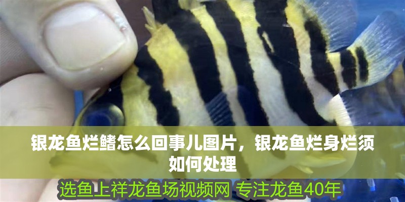 銀龍魚爛鰭怎么回事兒圖片，銀龍魚爛身爛須如何處理