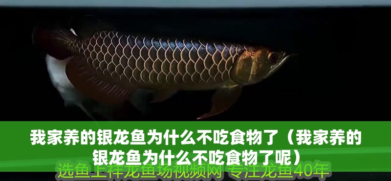 我家養(yǎng)的銀龍魚為什么不吃食物了（我家養(yǎng)的銀龍魚為什么不吃食物了呢） 我家養(yǎng)的銀龍魚為什么不吃食物了（我家養(yǎng)的銀龍魚為什么不吃食物了呢） 銀龍魚百科