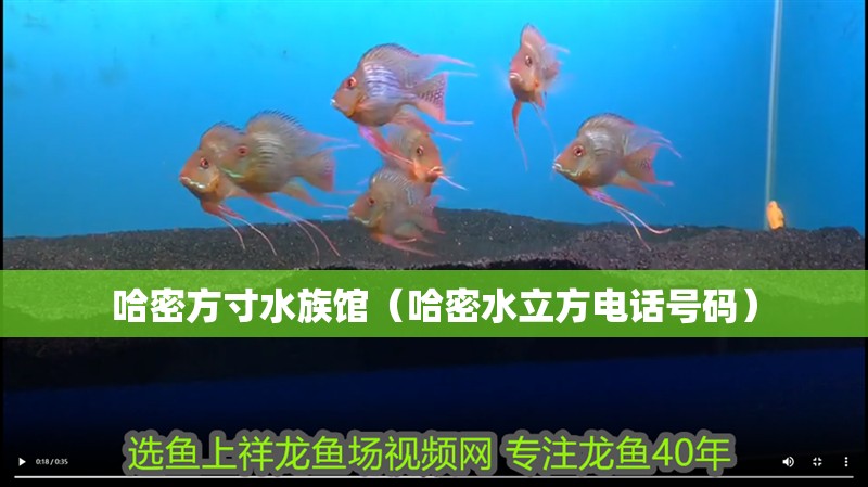 哈密方寸水族館（哈密水立方電話號碼） 哈密方寸水族館（哈密水立方電話號碼） 全國水族館企業名錄