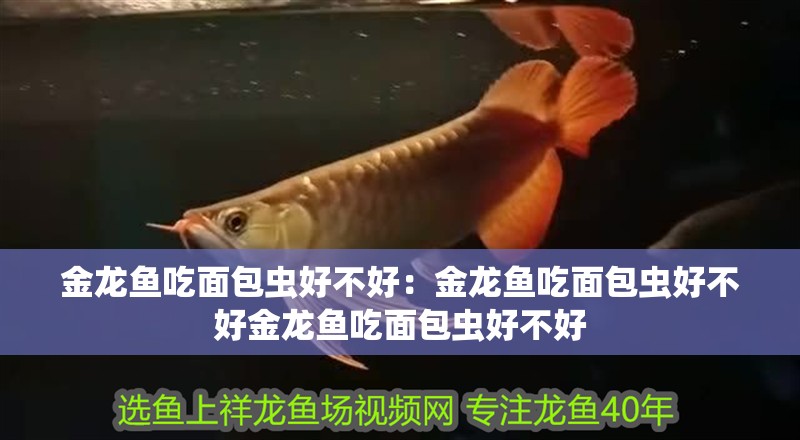 金龍魚吃面包蟲好不好：金龍魚吃面包蟲好不好金龍魚吃面包蟲好不好