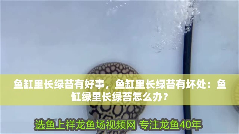 魚缸里長綠苔有好事，魚缸里長綠苔有壞處：魚缸綠里長綠苔怎么辦？