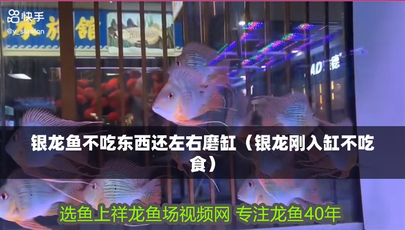 銀龍魚不吃東西還左右磨缸（銀龍剛入缸不吃食）