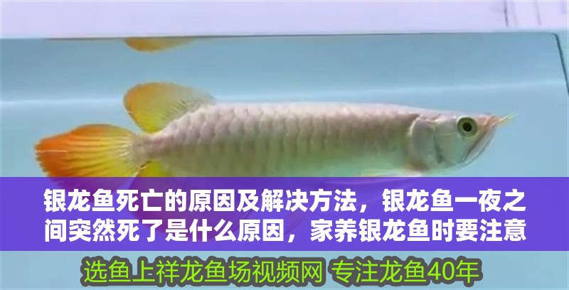 銀龍魚死亡的原因及解決方法，銀龍魚一夜之間突然死了是什么原因，家養(yǎng)銀龍魚時要注意