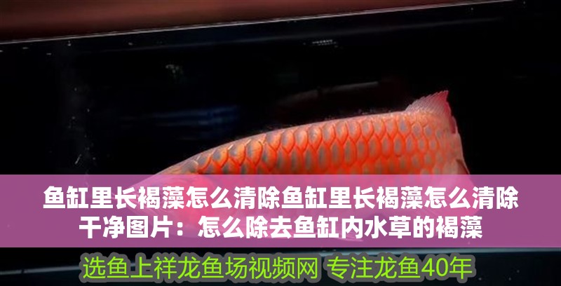 魚缸里長褐藻怎么清除魚缸里長褐藻怎么清除干凈圖片：怎么除去魚缸內水草的褐藻