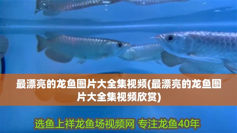 最漂亮的龍魚圖片大全集視頻(最漂亮的龍魚圖片大全集視頻欣賞)