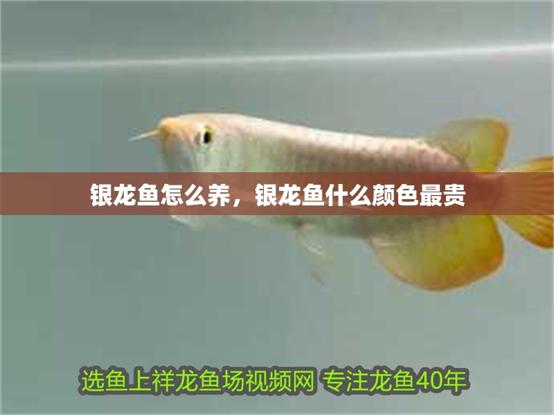 銀龍魚怎么養，銀龍魚什么顏色最貴