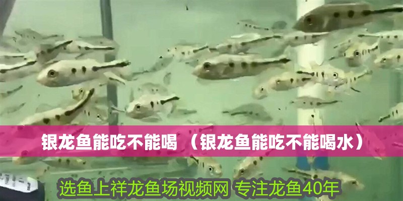 銀龍魚(yú)能吃不能喝 （銀龍魚(yú)能吃不能喝水）