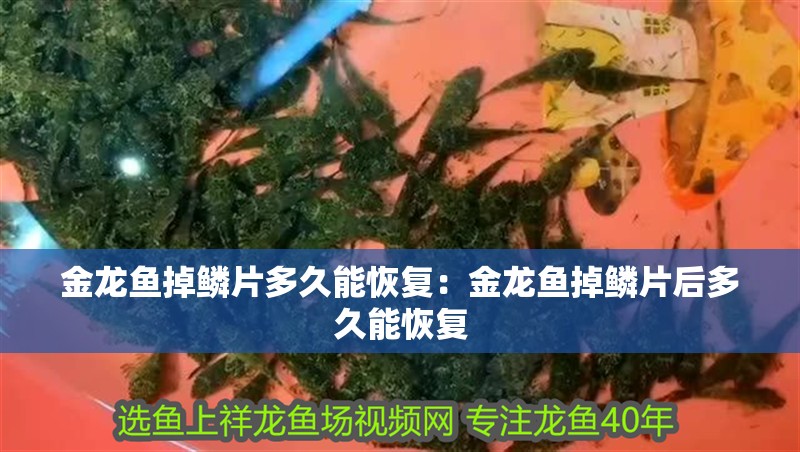 金龍魚掉鱗片多久能恢復(fù)：金龍魚掉鱗片后多久能恢復(fù)