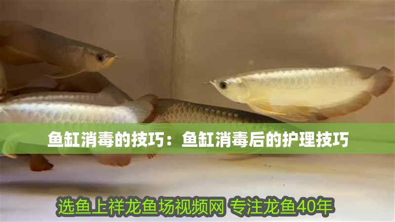 魚缸消毒的技巧：魚缸消毒后的護理技巧